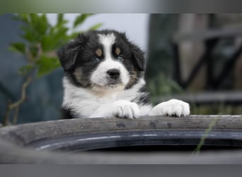 Australian Shepherd Welpen aus VDH-/CASD-Zucht in Thüringen