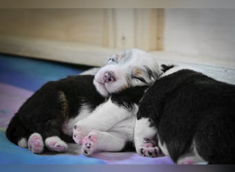 Australian Shepherd Welpen aus VDH-/CASD-Zucht in Thüringen
