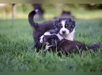 Australian Shepherd Welpen aus VDH-/CASD-Zucht in Thüringen