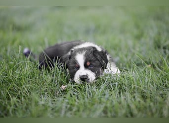Australian Shepherd Welpen aus VDH-/CASD-Zucht in Thüringen