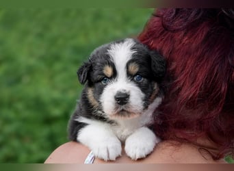 Australian Shepherd Welpen aus VDH-/CASD-Zucht in Thüringen