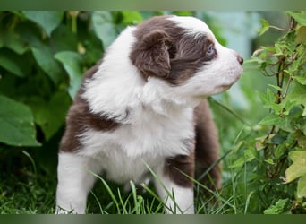 Australian Shepherd Welpen aus VDH-/CASD-Zucht in Thüringen