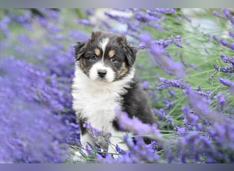 Australian Shepherd Welpen aus VDH-/CASD-Zucht in Thüringen