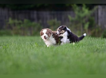 Australian Shepherd Welpen aus VDH-/CASD-Zucht in Thüringen