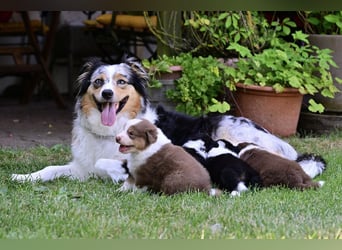 Australian Shepherd Welpen aus VDH-/CASD-Zucht in Thüringen