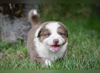 Australian Shepherd Welpen aus VDH-/CASD-Zucht in Thüringen