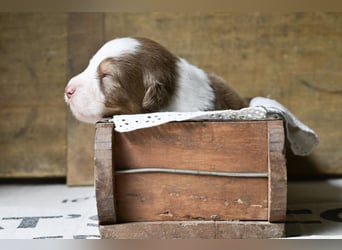 Australian Shepherd Welpen aus VDH-/CASD-Zucht in Thüringen