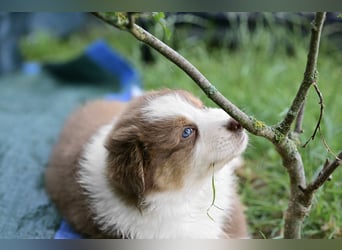 Australian Shepherd Welpen aus VDH-/CASD-Zucht in Thüringen