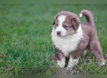 Australian Shepherd Welpen aus VDH-/CASD-Zucht in Thüringen