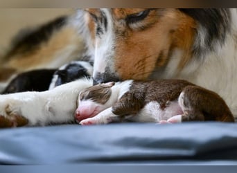 Australian Shepherd Welpen aus VDH-/CASD-Zucht in Thüringen