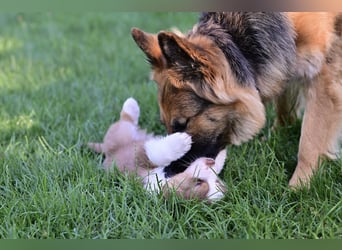 Australian Shepherd Welpen aus VDH-/CASD-Zucht in Thüringen