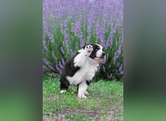 Australian Shepherd Welpen aus VDH-/CASD-Zucht in Thüringen