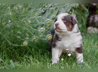 Australian Shepherd Welpen aus VDH-/CASD-Zucht in Thüringen