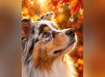 ASCA Australian shepherd DNA/CP