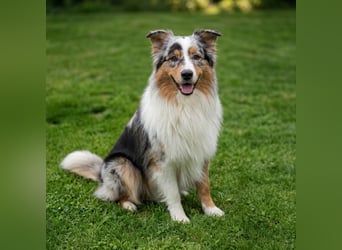 ASCA Australian shepherd DNA/CP