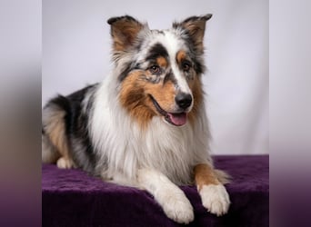 ASCA Australian shepherd DNA/CP