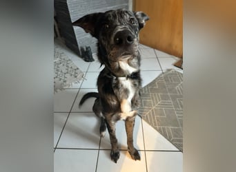 Loki möchte dein Herz erobern