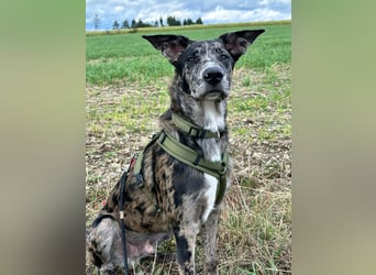 Loki möchte dein Herz erobern