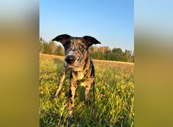 Loki möchte dein Herz erobern