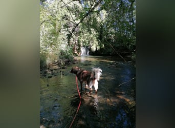 Vermittlungshilfe Aramis in 88239 Amtzell