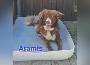 Vermittlungshilfe Aramis in 88239 Amtzell