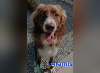 Aramis - lernwillig und wachsam