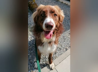 Vermittlungshilfe Aramis in 88239 Amtzell