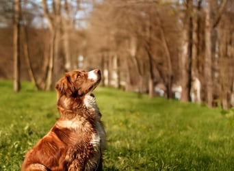 Vermittlungshilfe Aramis in 88239 Amtzell