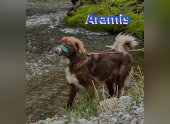 Aramis - lernwillig und wachsam