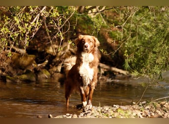 Vermittlungshilfe Aramis in 88239 Amtzell