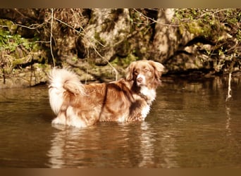 Vermittlungshilfe Aramis in 88239 Amtzell