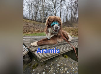 Aramis - lernwillig und wachsam