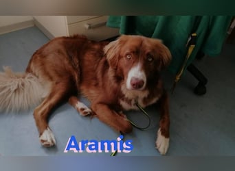 Aramis - lernwillig und wachsam