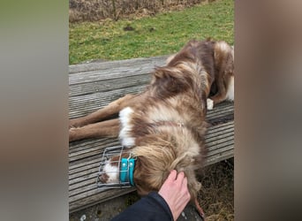 Vermittlungshilfe Aramis in 88239 Amtzell