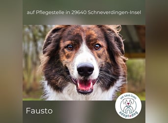 Fausto: sucht ein erfahrenes Zuhause in 29640 Schneverdingen/D