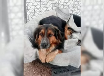 Lewis – der charmante Herzensbrecher mit der Herzchen-Nase!