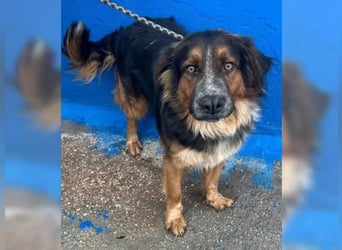 Lewis – der charmante Herzensbrecher mit der Herzchen-Nase!