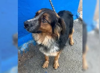 Lewis – der charmante Herzensbrecher mit der Herzchen-Nase!