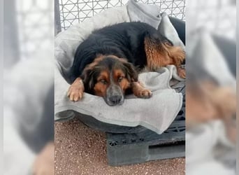 Lewis – der charmante Herzensbrecher mit der Herzchen-Nase!