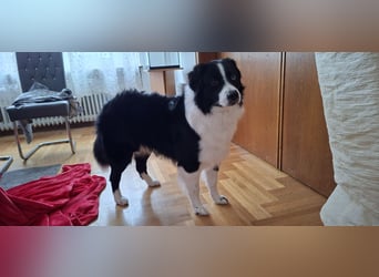 Australian Shepherd