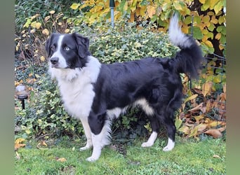 Australian Shepherd
