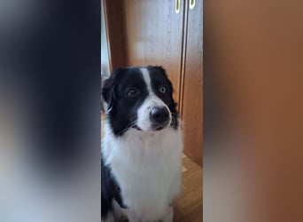 Australian Shepherd