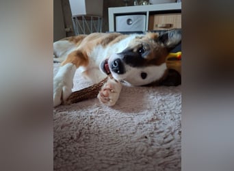 KAIRA - diese wunderbare, unkomplizierte Hündin ist die perfekte Begleiterin!