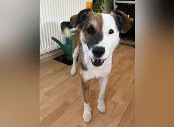 KAIRA - diese wunderbare, unkomplizierte Hündin ist die perfekte Begleiterin!