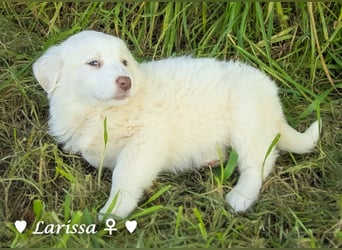 Sechs wunderschöne Mischlinge suchen ein Zuhause