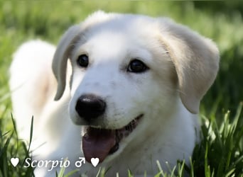 Baja, Badu, Bambi, Scorpio und   Brownie suchen ab August ein Zuhause