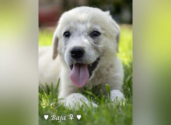 Baja, Badu, Bambi, Scorpio und   Brownie suchen ab August ein Zuhause