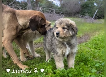 Sechs wunderschöne Mischlinge suchen ein Zuhause