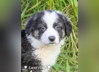 Sechs wunderschöne Mischlinge suchen ein Zuhause