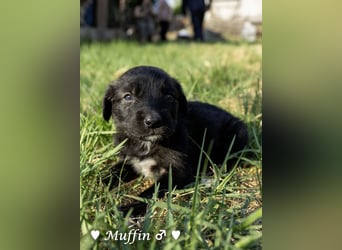 Kane sucht ein Zuhause
